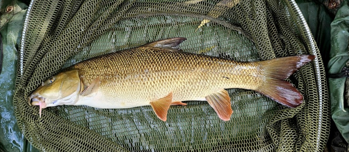 Thomas Wood barbel - AM from Bristol
